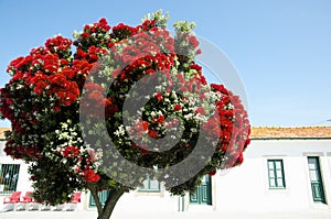 Pohutukawa Tree