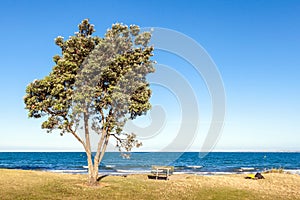 The pohutukawa tree and bench on the beach with ocean in clear s