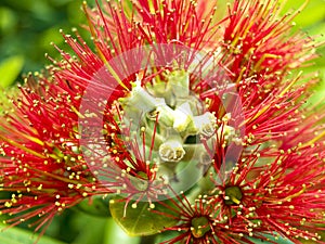 Pohutukawa tree flower photo