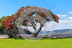 Pohutukawa tree flowering at the beach near Titirangi, New Zealand photo