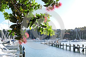Pohutukawa tree and flowers at Doves Bay Marina, Kerikeri, New Z