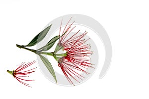 Pohutukawa tree flowers isolated on white background with copy space