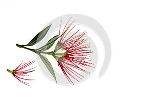 Pohutukawa tree flowers isolated on white background with copy space photo