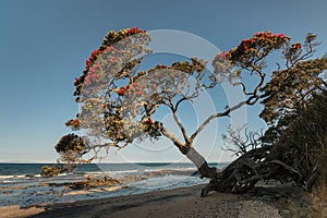 Pohutukawa tree growing above beach in New Zealand