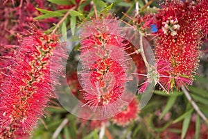 Pohutukawa tree Metrosideros also known as New Zealand Christmas tree. Botanical name: Metrosideros Excelsa, Red flower buds