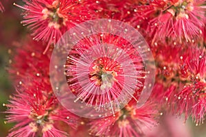 Pohutukawa tree Metrosideros also known as New Zealand Christmas tree. Botanical name: Metrosideros Excelsa, Red flower buds