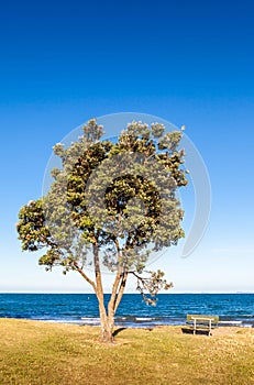 Pohutukawa tree (Metrosideros excelsa), a coastal evergreen tree