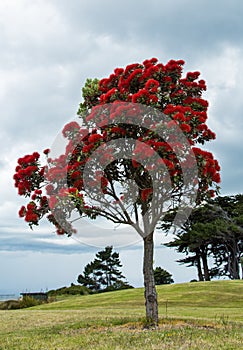 Pohutukawa Tree photo