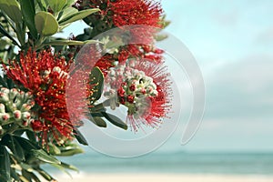 Pohutukawa tree red flowers sandy beach