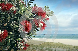 Pohutukawa tree red flowers sandy beach photo