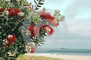 Un albero fiori sabbioso Spiaggia 