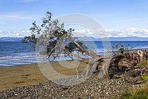 Pohutukawa Tree at Tapapakanga Beach Regional Park Auckland New Zealand