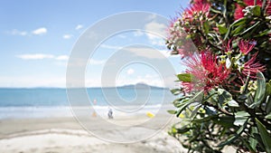 Pohutukawa trees in full bloom at Takapuna beach in summer, out-of-focus Rangitoto Island in distance, Auckland