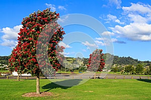 Pohutukawa trees in full summer bloom on the outskirts of Thames, New Zealand