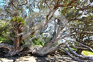 Pohutukawa trees on sandy sea shore