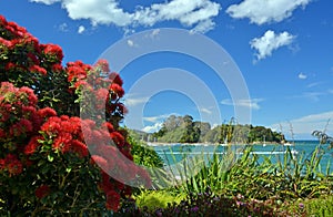 Pohutukawas in Full Bloom at Kaiteriteri Beach, New Zealand