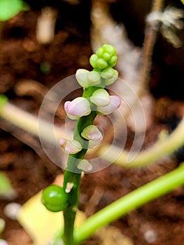 Poi shag/ Malabar spinach bud