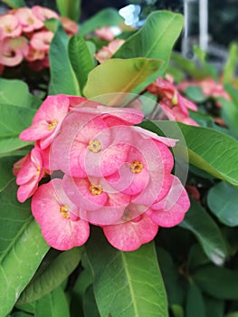 Poi Sian flower in garden