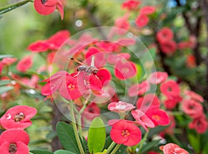 Poi Sian flower is a house flower with beautiful colors. can be seen generally in houses