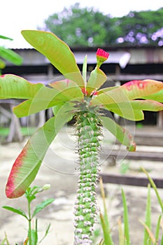 Poi Sian Flower which is meant Lucky, Happy and Money.