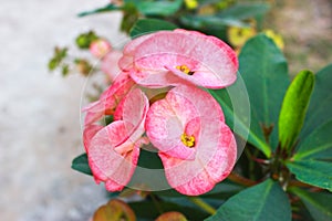 Poi Sian flowers