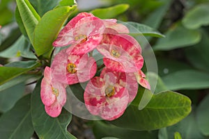 Poi sian flowers