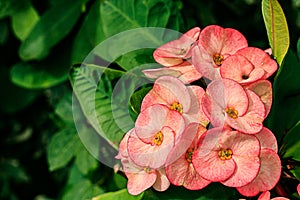 Poi sian flowers