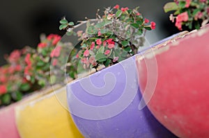 Poi Sian flowers in colorful pots lined a wall fence.