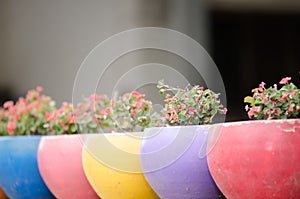 Poi Sian flowers in colorful pots lined a wall fence.