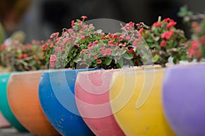 Poi Sian flowers in colorful pots lined a wall fence.