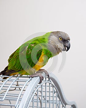 Poicephalus Senegal. Senegalese parrot sits on a cage.