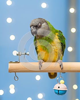 Poicephalus senegalus. Cute Senegal parrot on a perch on a blue background