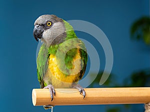 Poicephalus senegalus. Cute Senegal parrot on a perch on a blue background