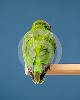 Poicephalus senegalus. Cute Senegal parrot on a perch on a blue background