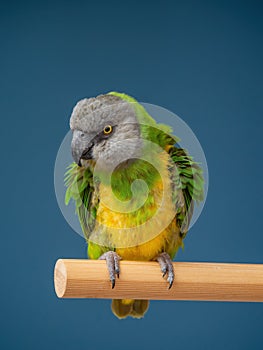 Poicephalus senegalus. Cute Senegal parrot on a perch on a blue background