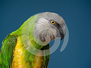 Poicephalus senegalus. Cute Senegal parrot on a perch on a blue background