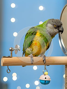 Poicephalus senegalus. Cute Senegal parrot on a perch on a blue background