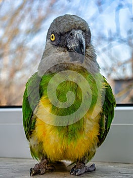 Poicephalus senegalus. Portrait of a Senegal parrot close up.