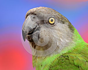 Poicephalus Senegalus Senegal Parrot