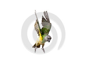 Poicephalus senegalus. Senegal parrot in flight in front of a white background.