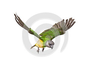 Poicephalus senegalus. Senegal parrot in flight in front of a white background.