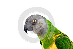 Poicephalus senegalus. Senegal Parrot on white background.