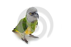 Poicephalus senegalus. Senegal Parrot on white background.