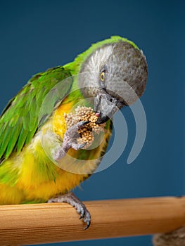 Poicephalus senegalus. Senegalese parrot sits on a perch and eats Senegal millet delicacy.