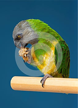 Poicephalus senegalus. Senegalese parrot sits on a perch and eats Senegal millet delicacy.