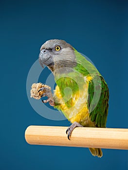 Poicephalus senegalus. Senegalese parrot sits on a perch and eats Senegal millet delicacy.