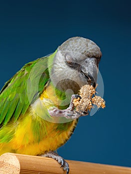 Poicephalus senegalus. Senegalese parrot sits on a perch and eats Senegal millet delicacy.