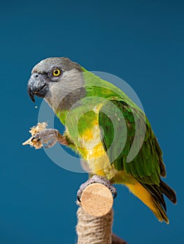 Poicephalus senegalus. Senegalese parrot sits on a perch and eats Senegal millet delicacy.