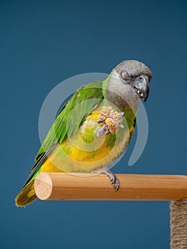 Poicephalus senegalus. Senegalese parrot sits on a perch and eats Senegal millet delicacy.