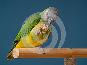 Poicephalus senegalus. Senegalese parrot sits on a perch and eats Senegal millet delicacy.